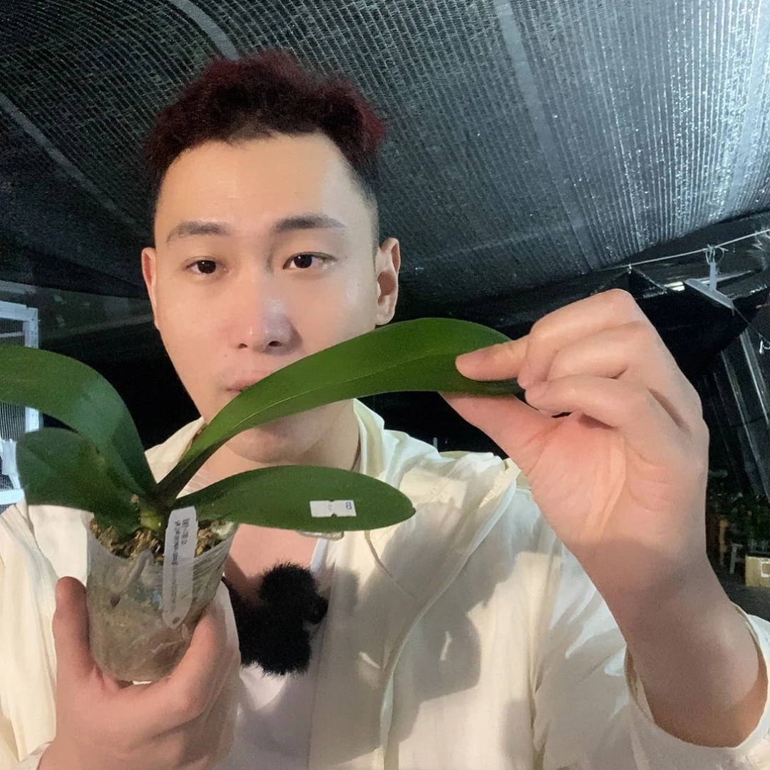 无花朵大婚纱蝴蝶兰