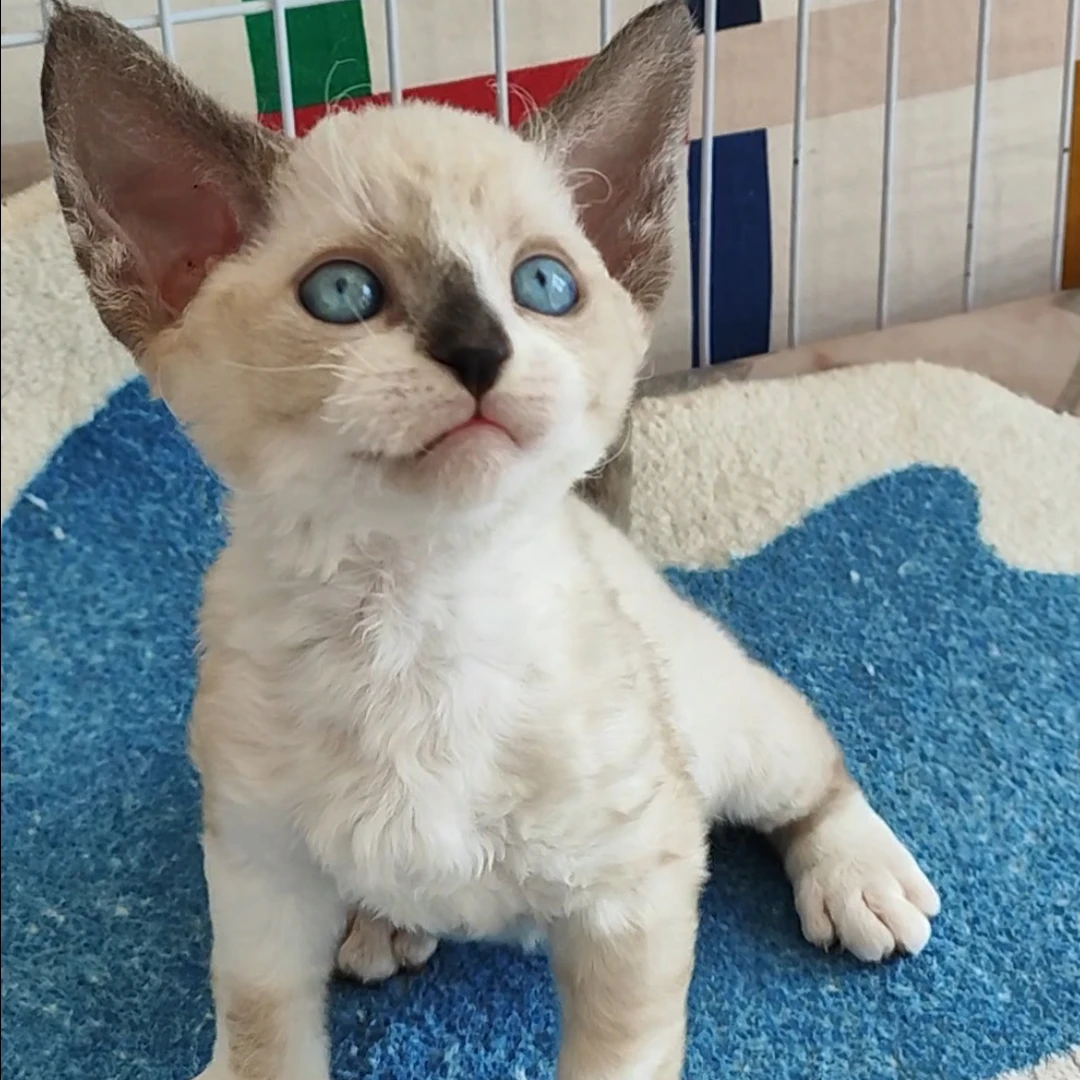 鼻贴色德文弟弟德文卷毛猫活体猫幼崽