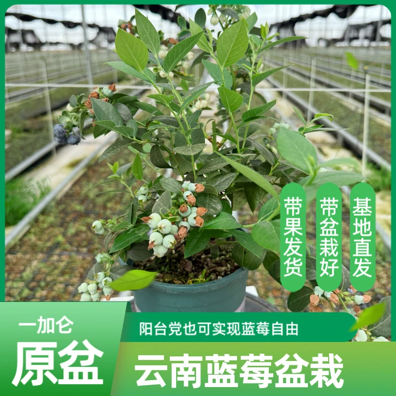带盆带土蓝莓苗果量大甜度高南北方可种植盆栽
