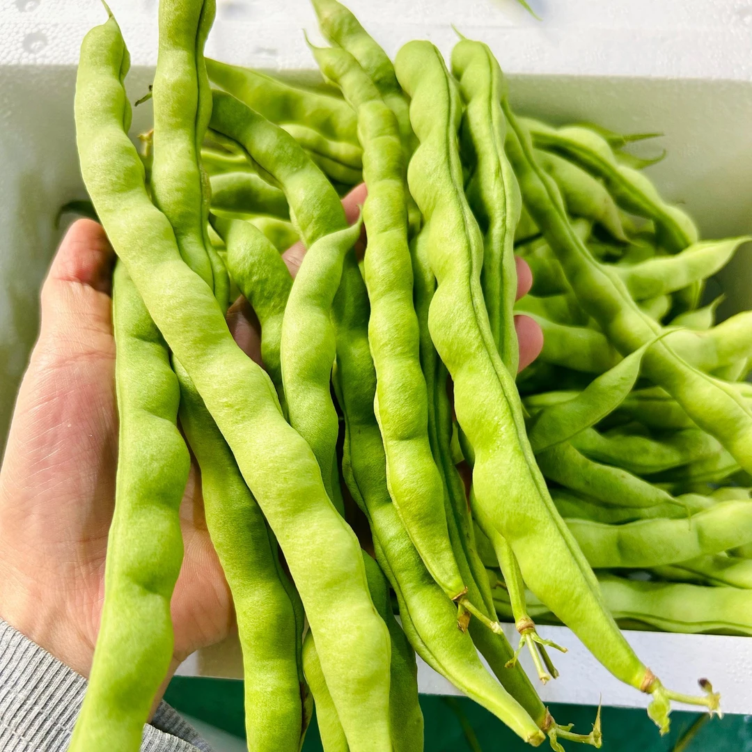 【精选】云南新鲜绿豆四季豆农家当季自种时光芸豆棒豆不用