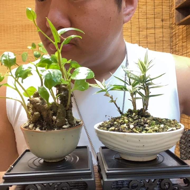 心*一物一拍所见即所得169