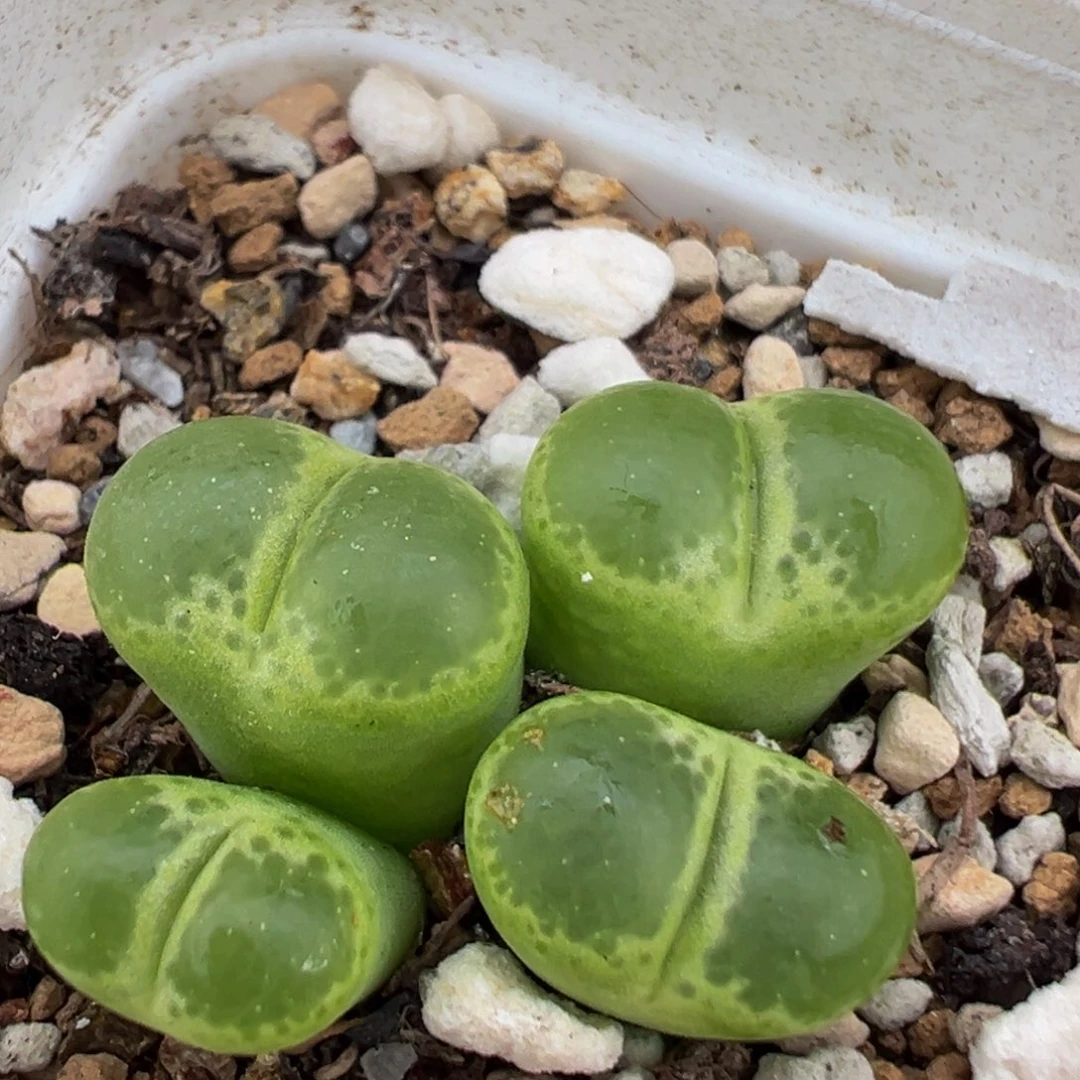 40多肉植物百科大眼睛1453.81