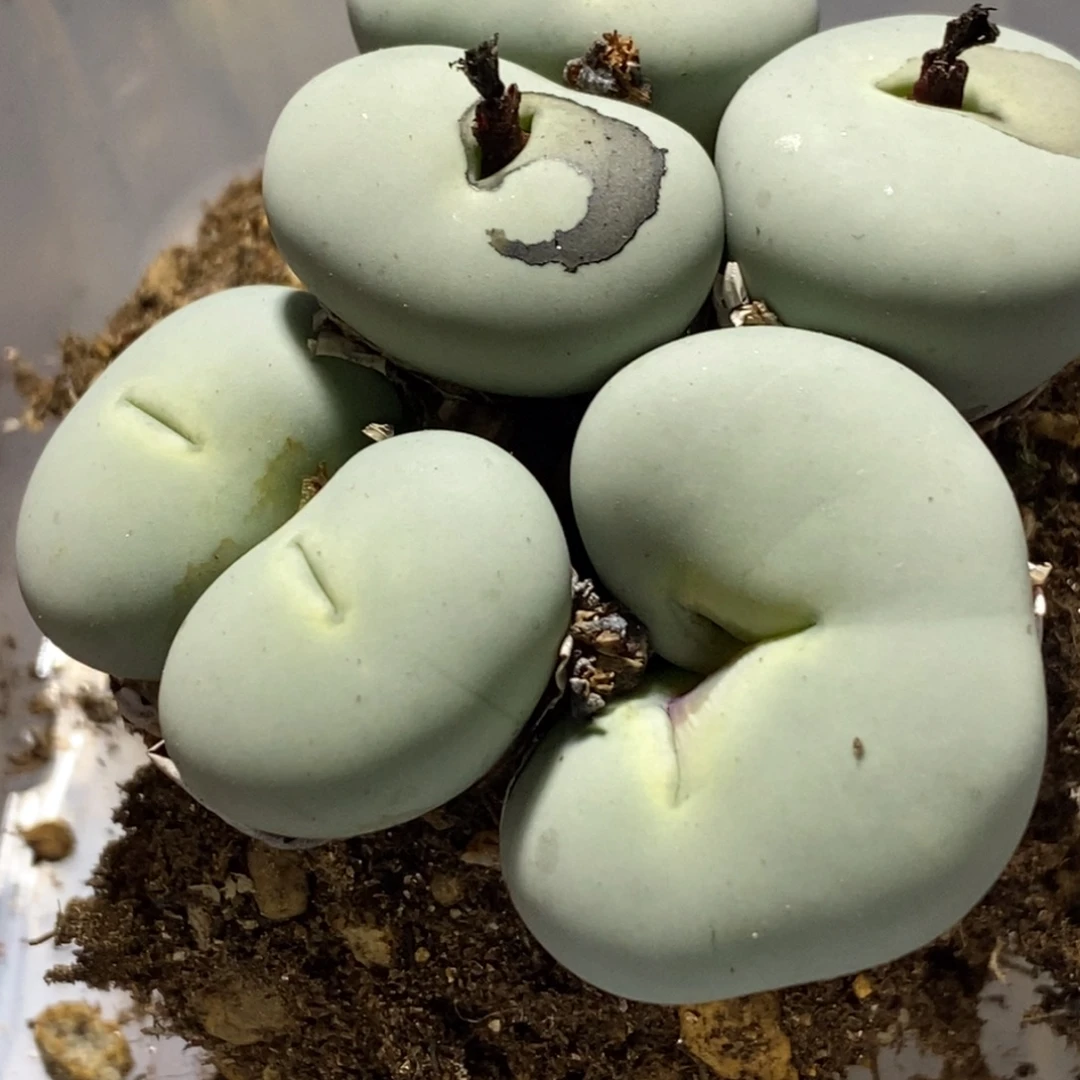 丁***加好看的群生嘴怪122