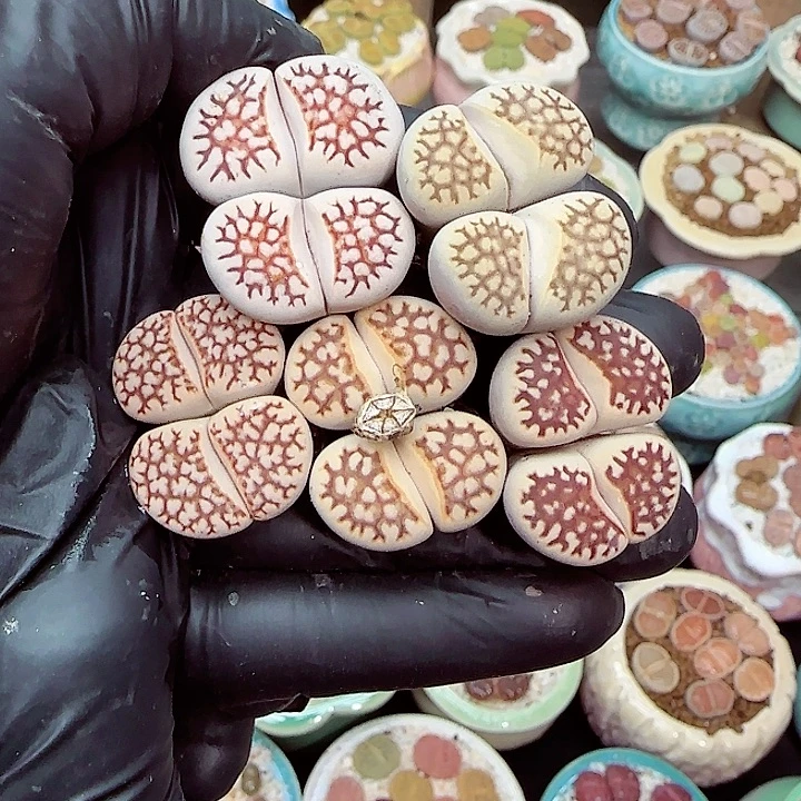 生石花满18包邮1223-70