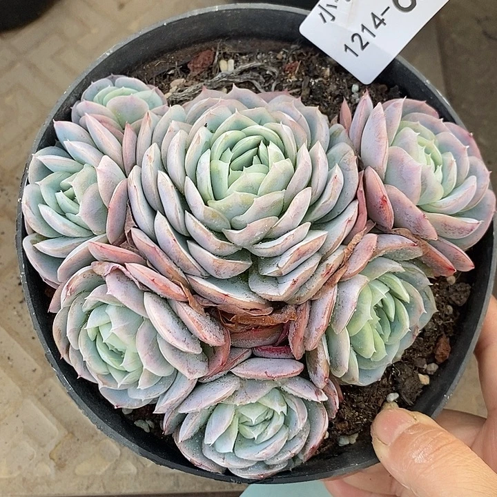 小七夕多肉西娜62