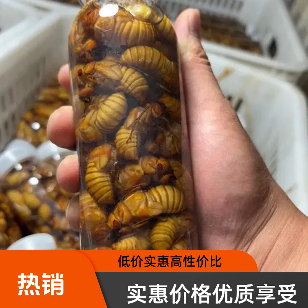 【鲜活速冻】 2025新鲜杜仲金蝉 知了猴 顺丰包邮 100只