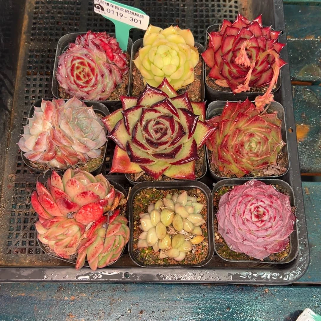 从前慢多肉精选编号0119.301