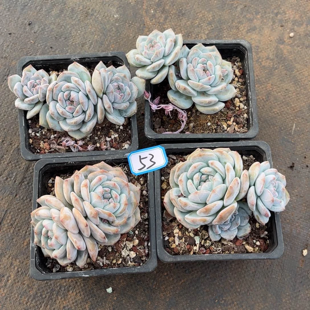 53号新疆西藏内蒙古不包邮