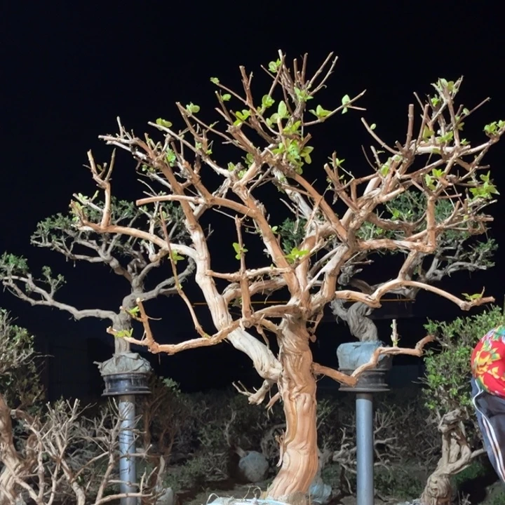 当前无花栽培后可以开花