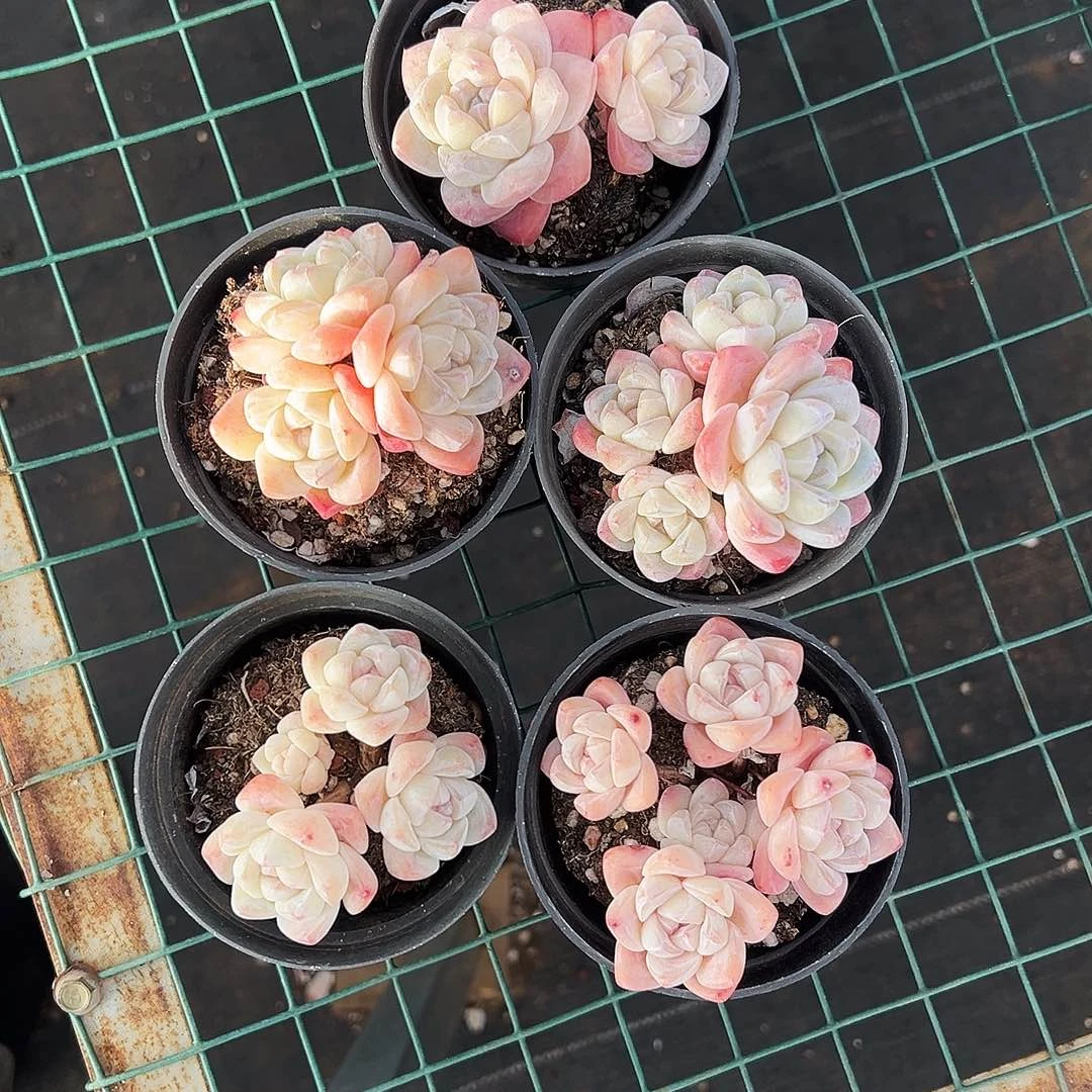 小**m白底冰玉5颗，一起小羽