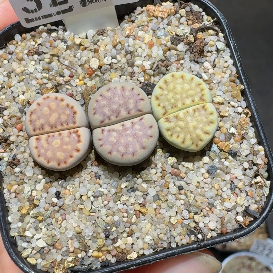 周末板娘发福利3231