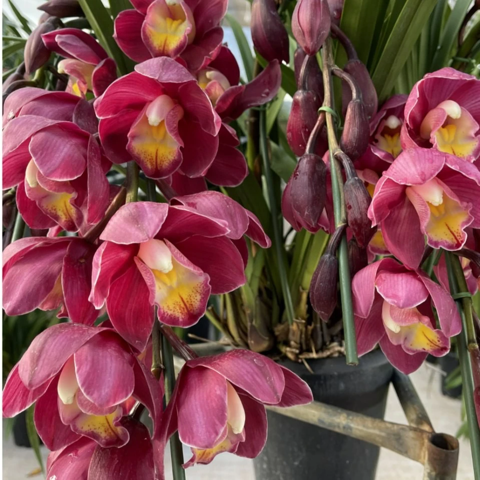 《红梅》 5支   热销大花蕙兰喜庆年宵花落地款/色彩鲜艳大气喜庆