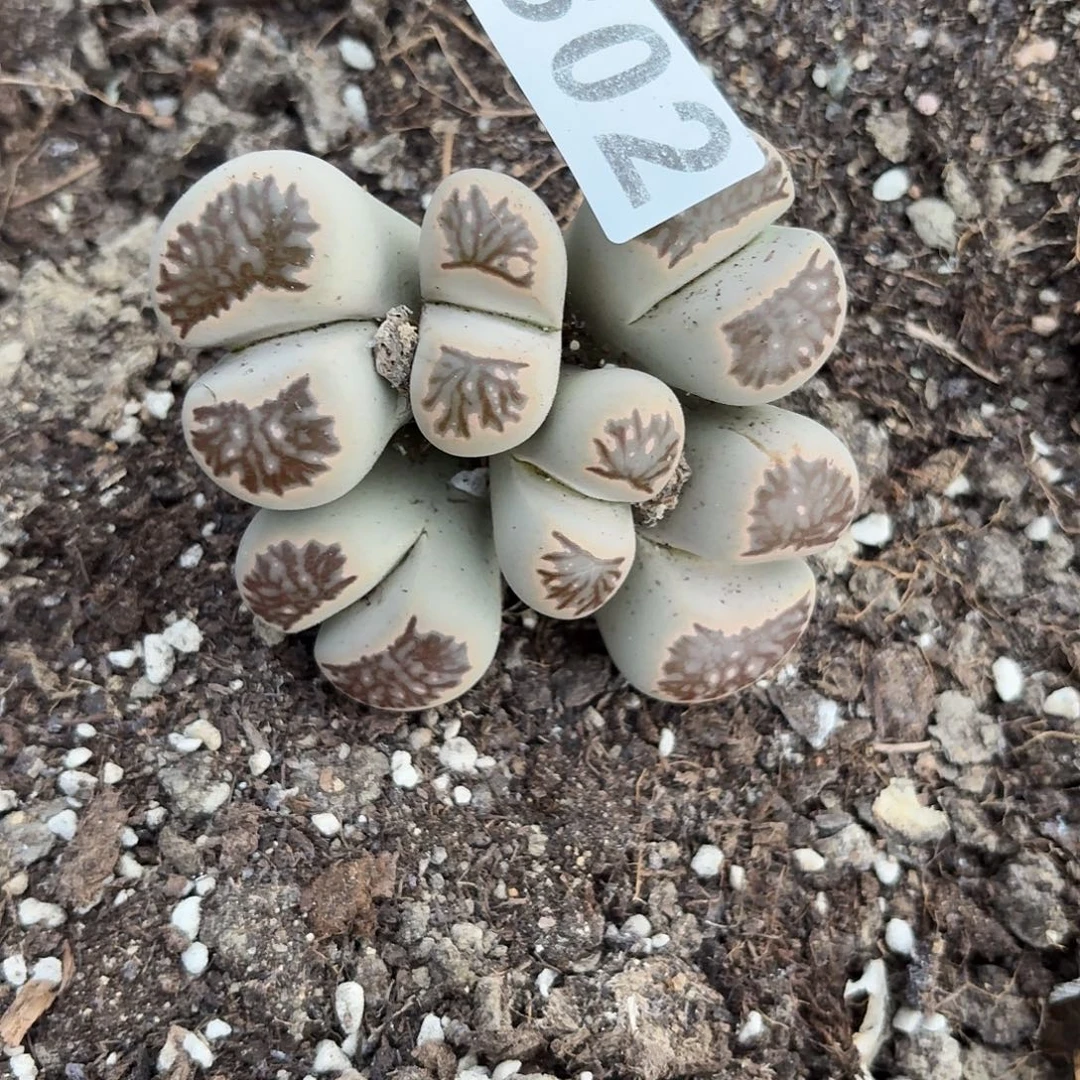 苗***～生石花一物一拍302
