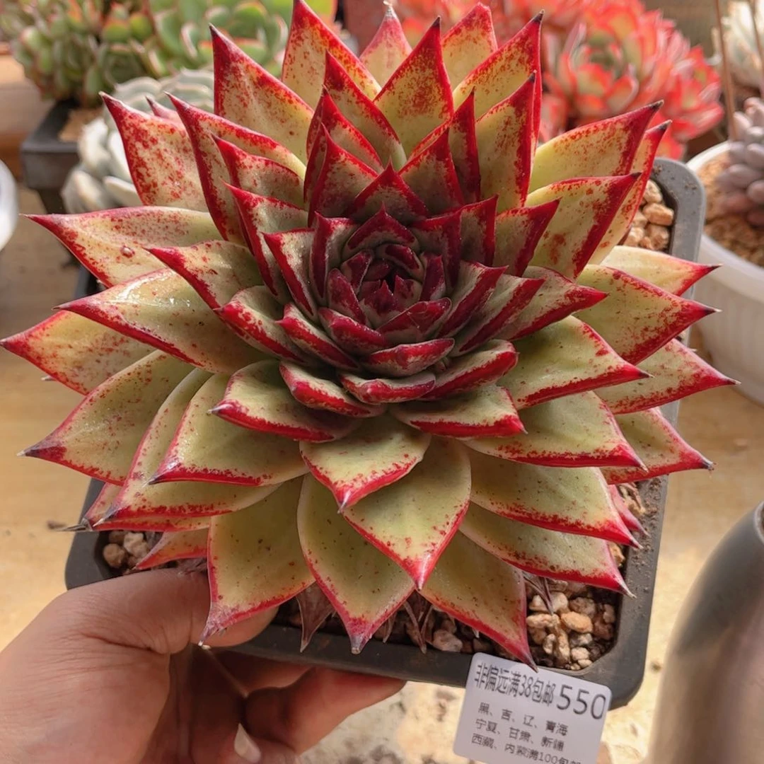 550雪斑玛利亚德华多肉