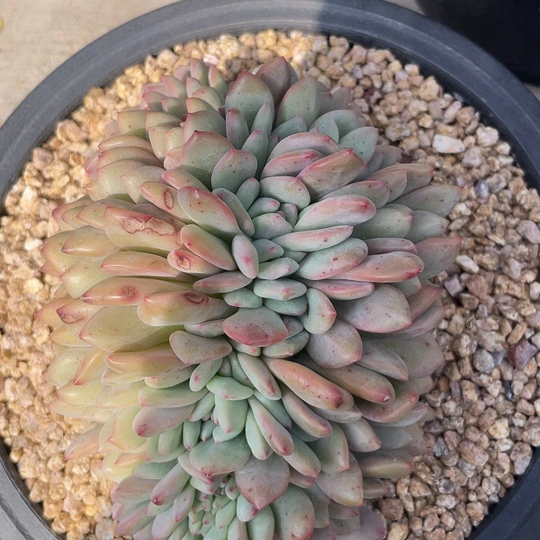 凌雪缀化多肉植物187