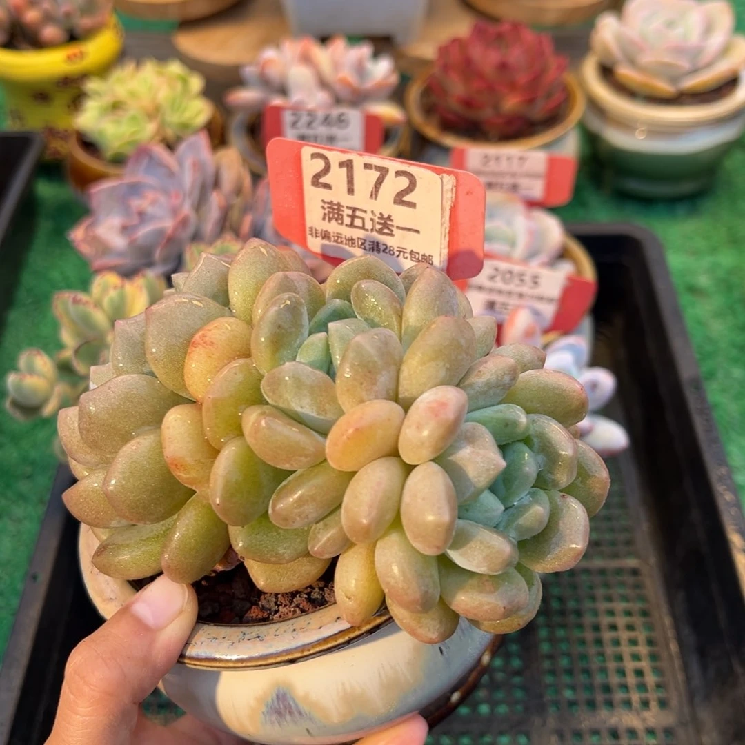 表妹精品多肉2172.