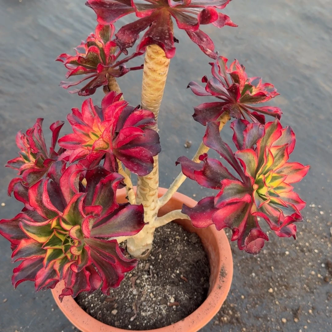 321多肉植物魅影多肉