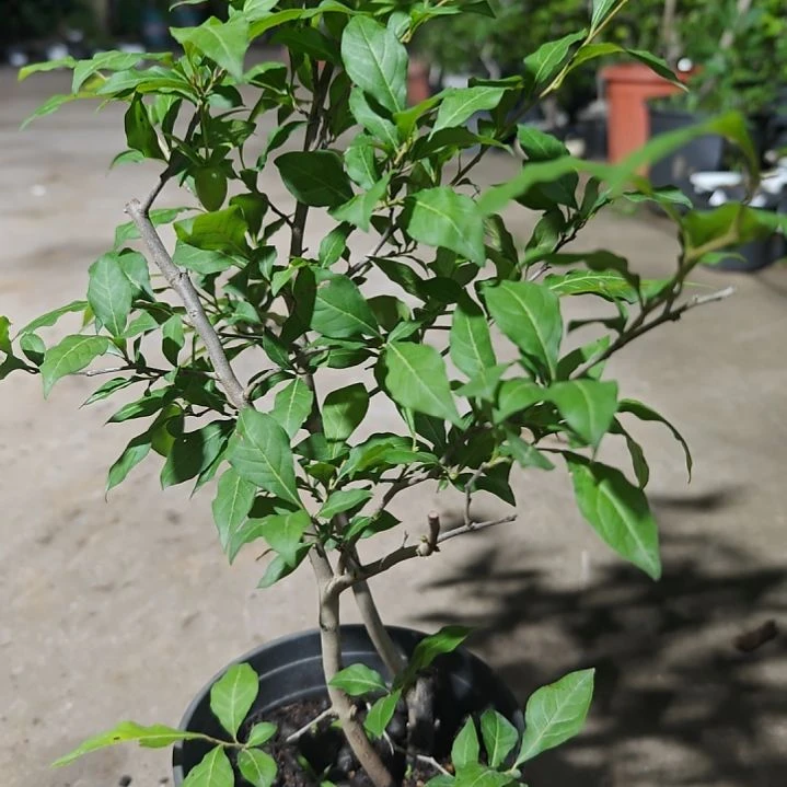 完全开放华**卉N5042未知