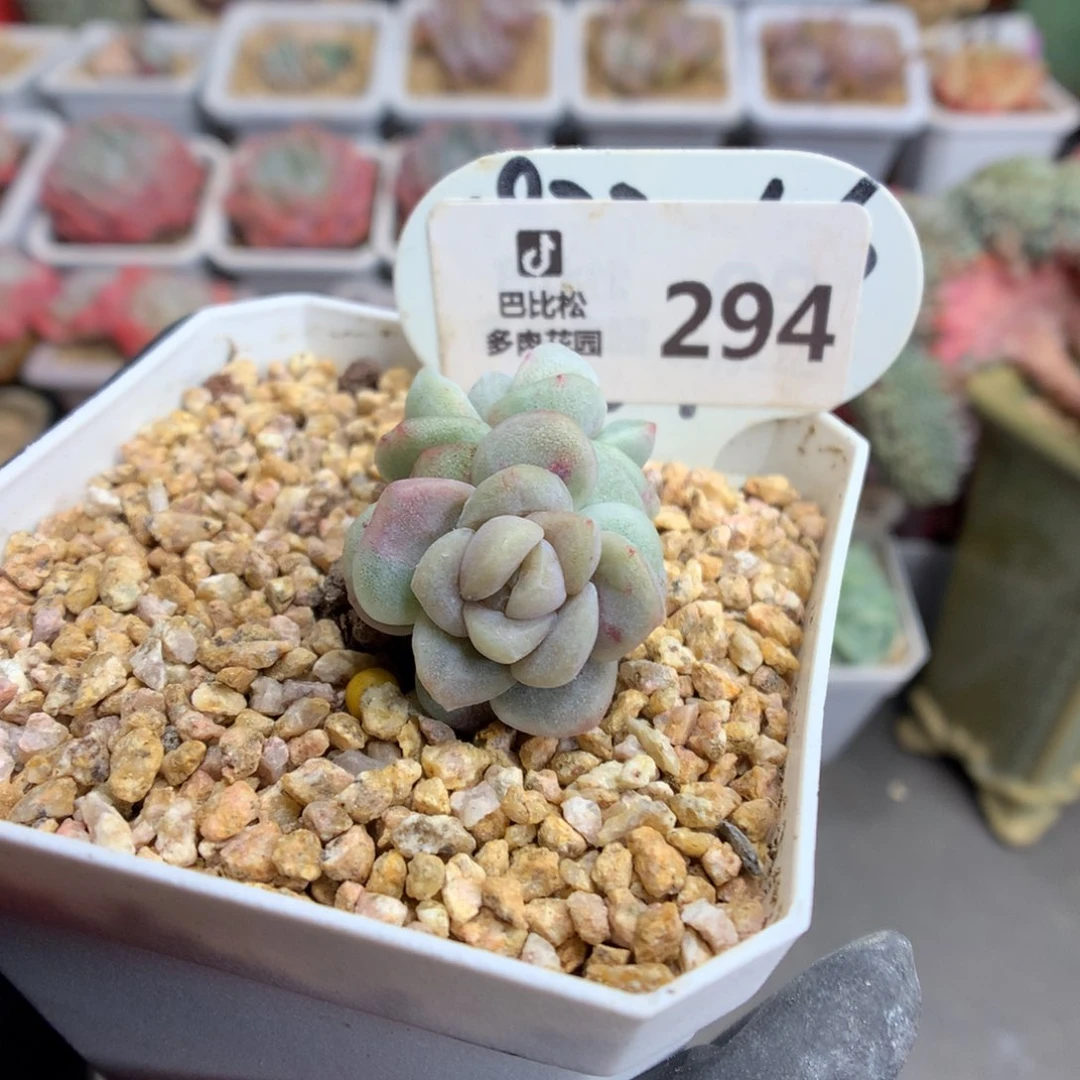 294 冰玉石化多肉