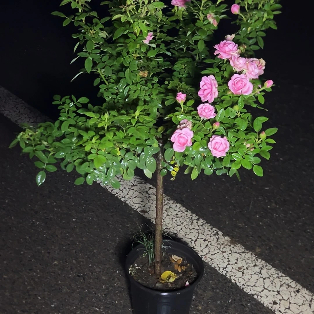 蓉***蓉完全开放一物一拍