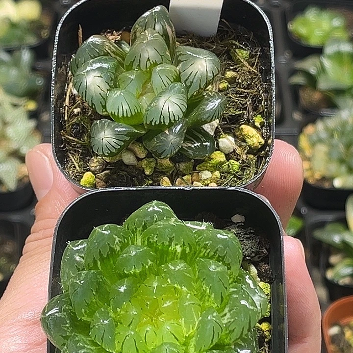 201老川玉露锦+翠云玉露锦