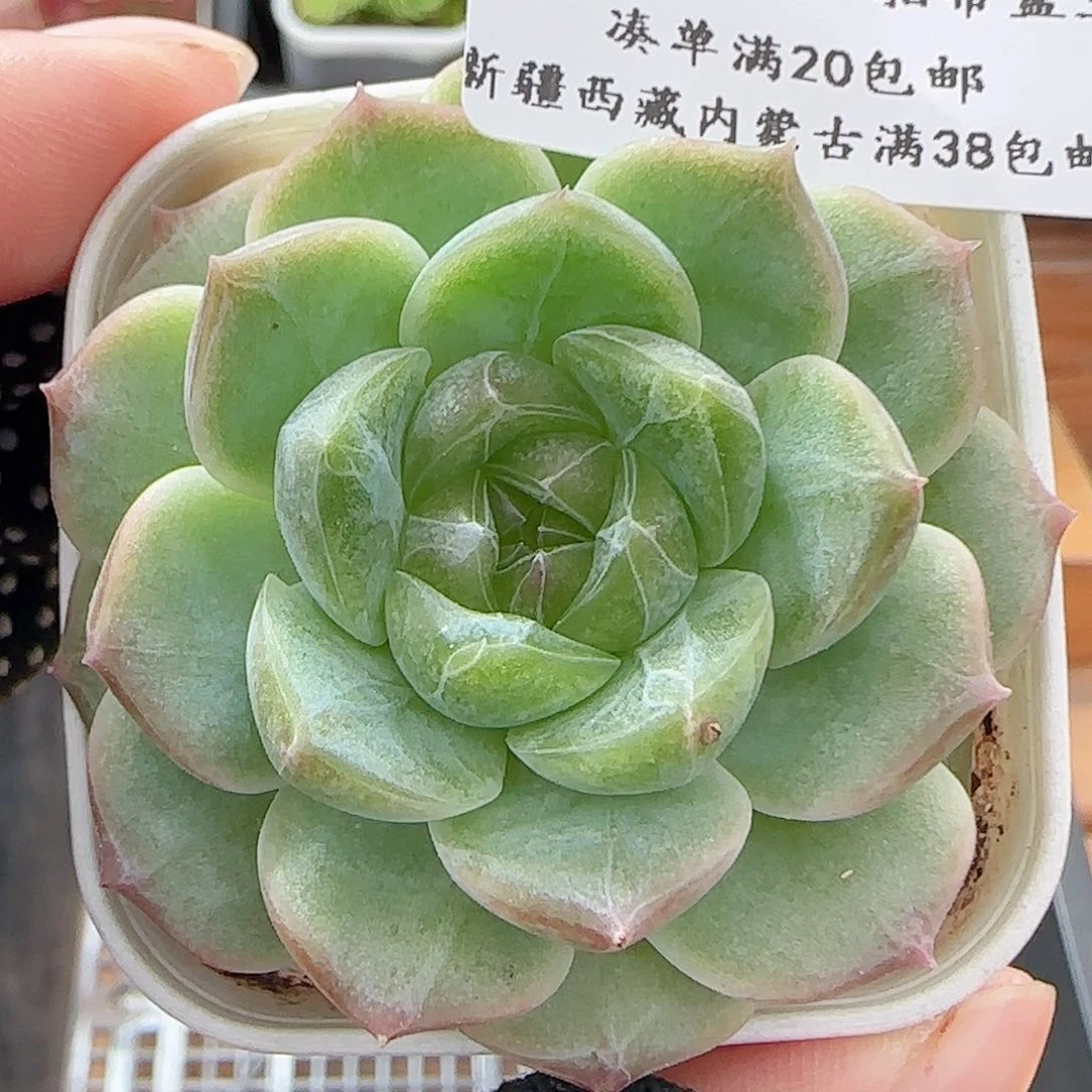 多肉0628-122无尽灯无尽