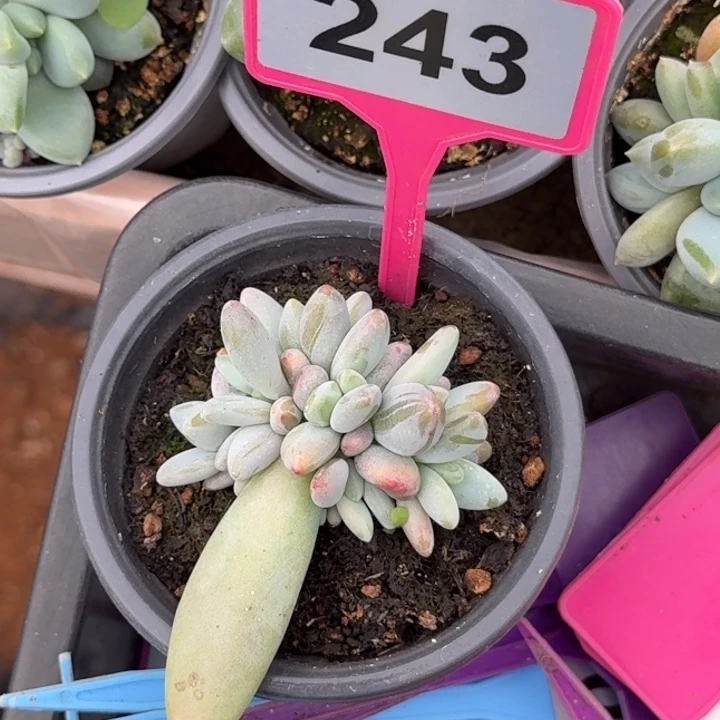 多肉植物企鹅群243