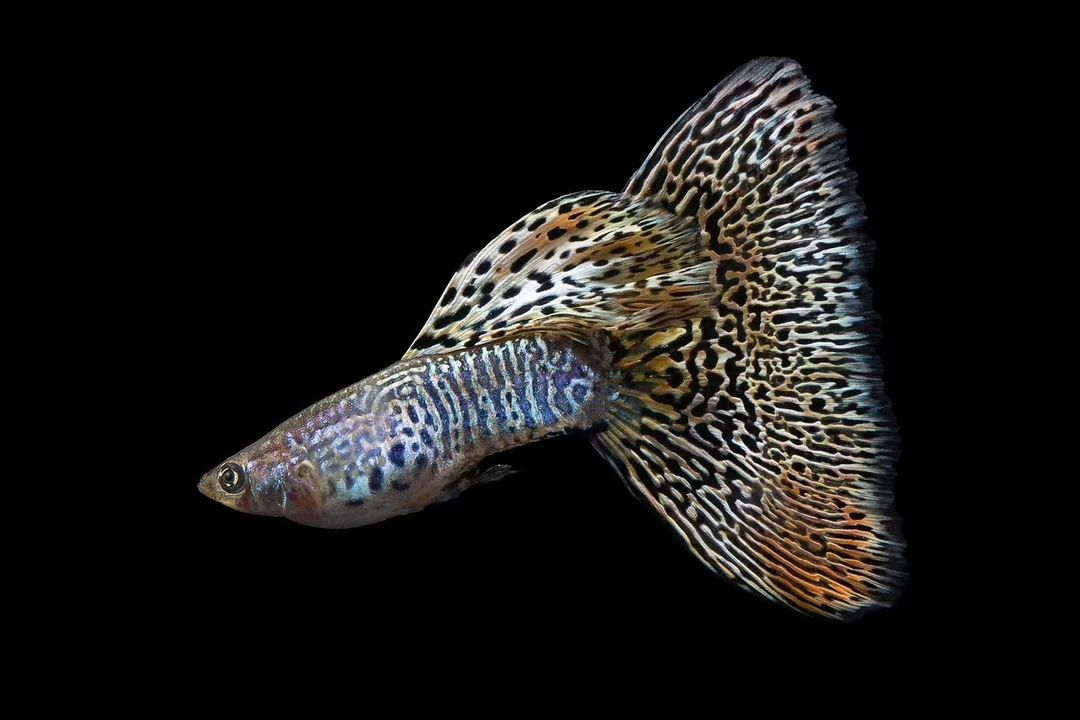 黄蛇孔雀鱼赛级三角尾