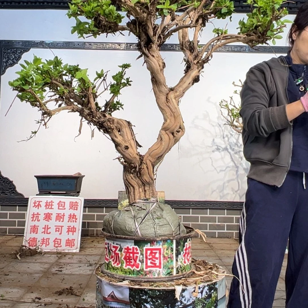 无花朵金银花8888