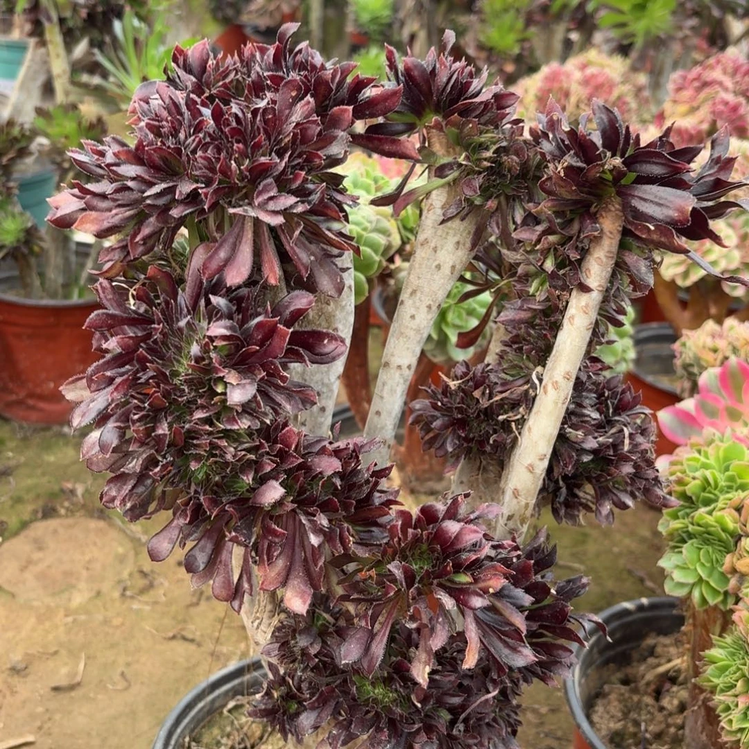 黑法师多肉植物法师