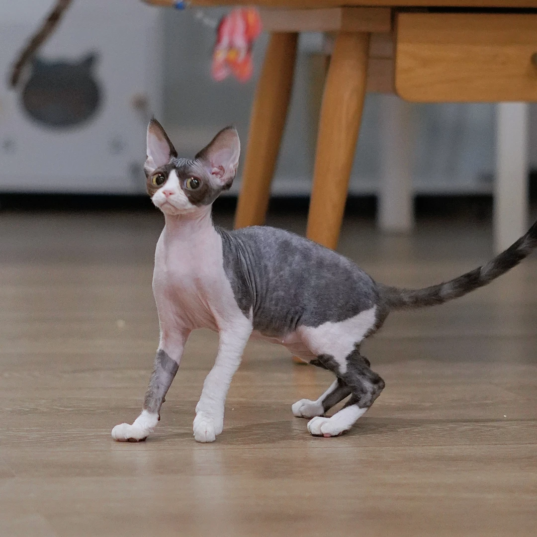 黑白开脸德文卷毛猫  妹妹