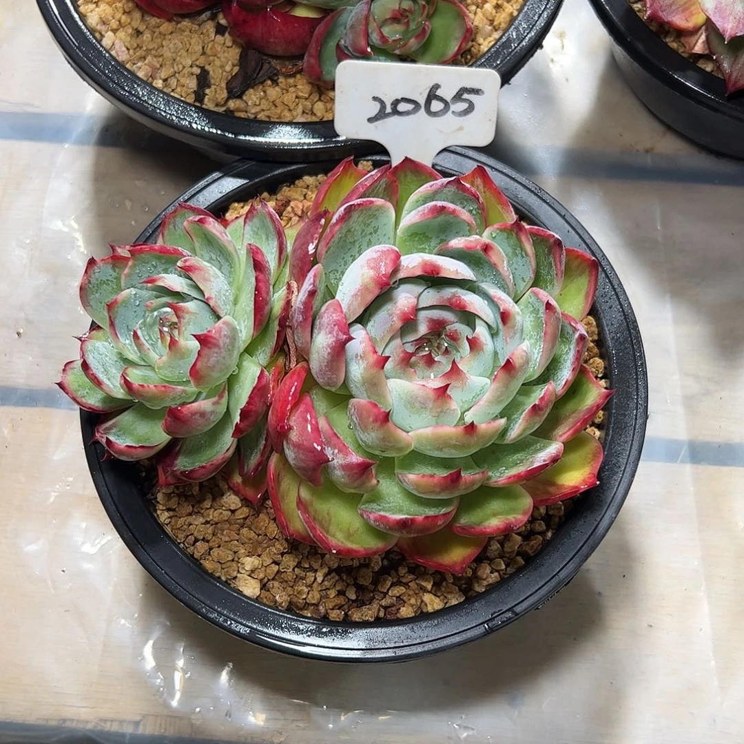 凯***.惊鸿仙子2065号不包整