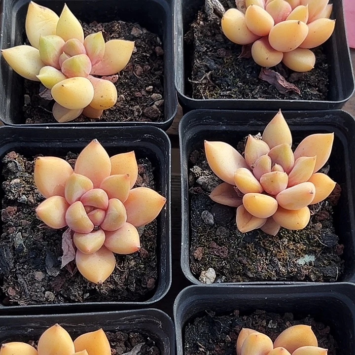 蕾***冉六盆  单头 金黄象牙