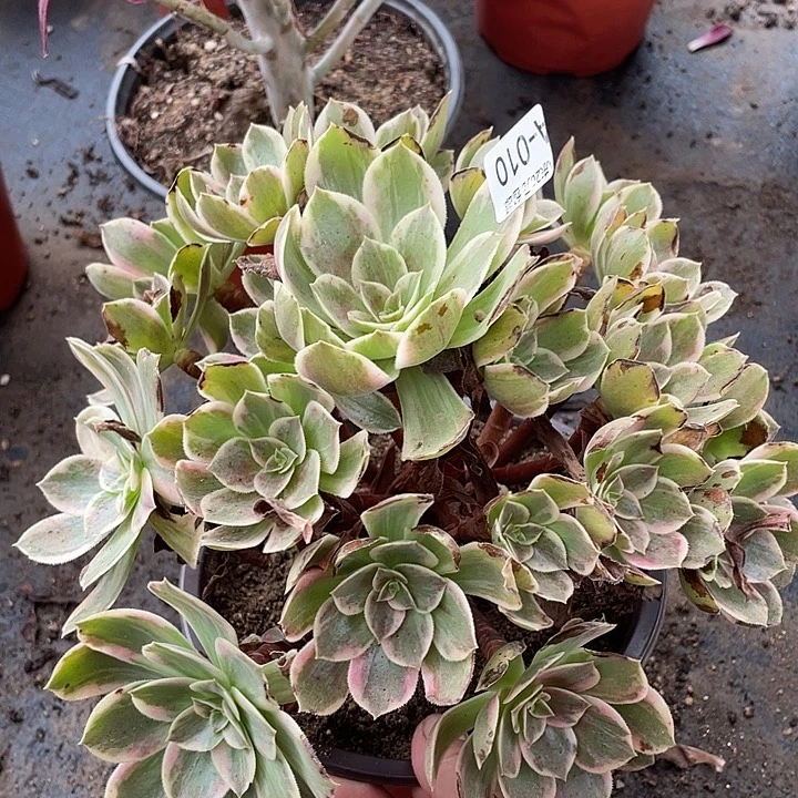 10浣纱多肉植物法师