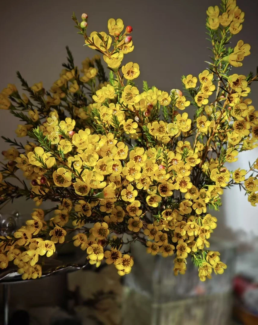 【陌上花开】暖阳黄色腊梅-草花（吸染） 适合居家养的长花期花