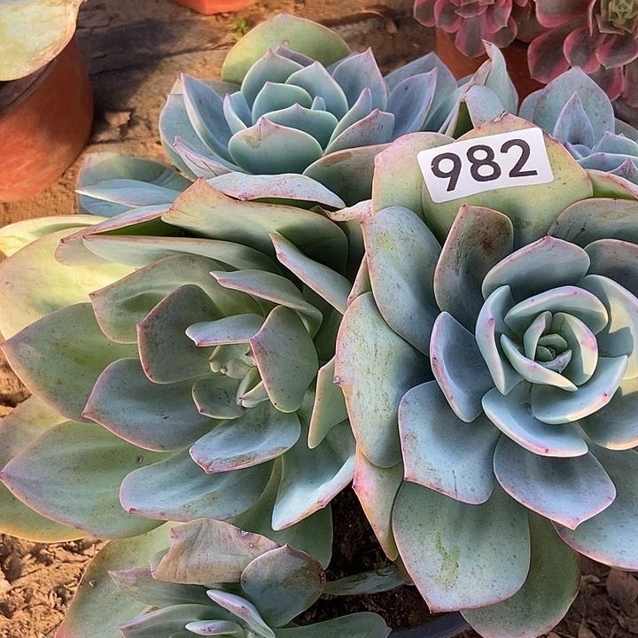 兵*姐白凤多肉不包断982多肉