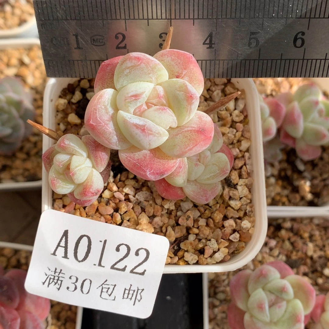 122。小脸三头糖心带腿冰玉。