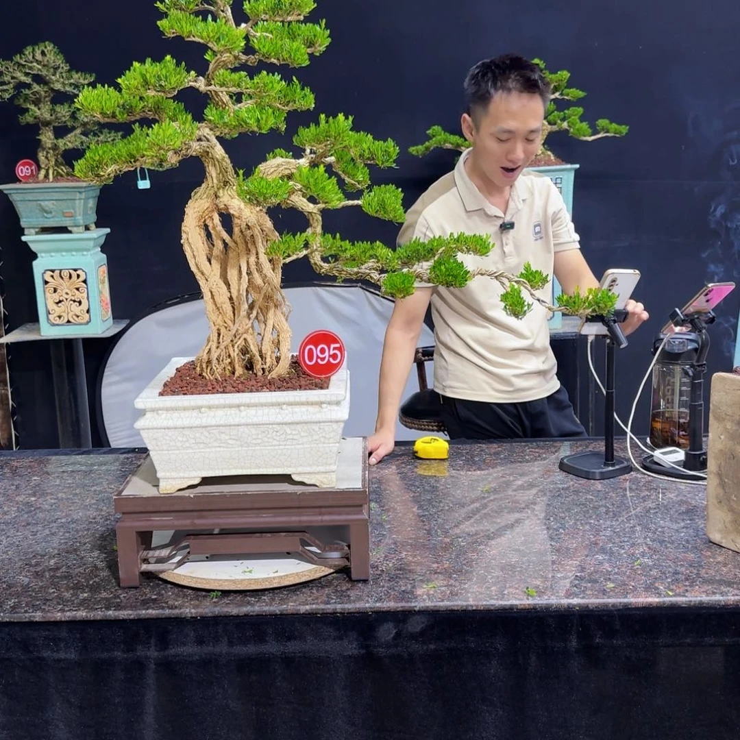当前无花朵，栽培后可花朵高端黄杨盆景