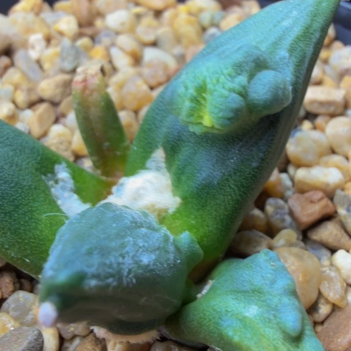 龙形外星怒捡漏无敌的