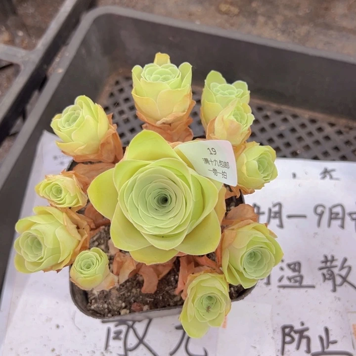 19 裸根不带土发货不包损