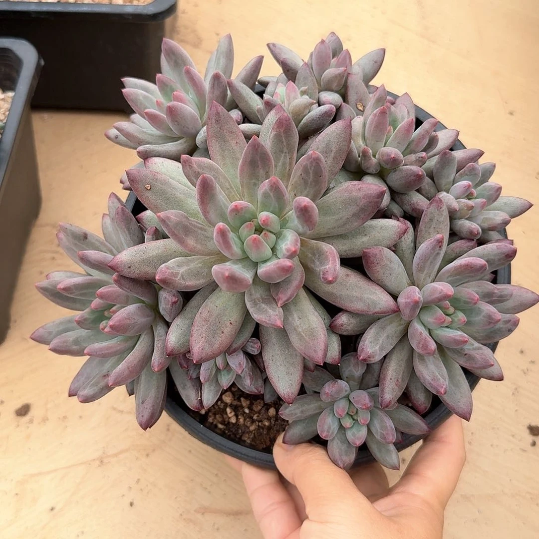 车厘子整无砍群生20公分