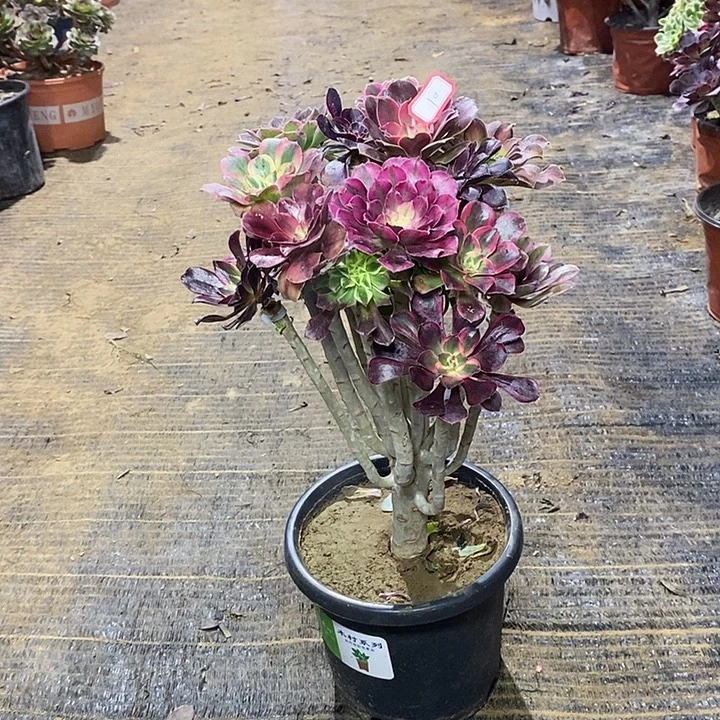 10，嫁接多品种1356899900000