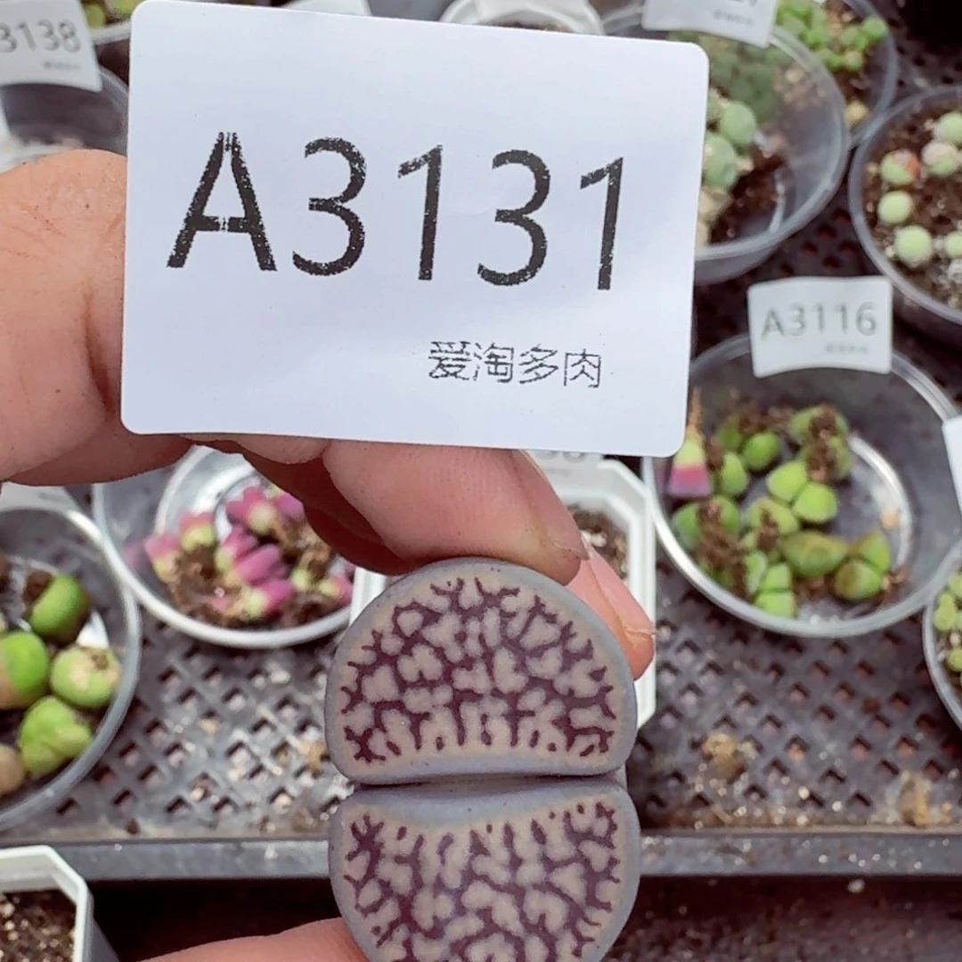 3131——生石花 肉锥