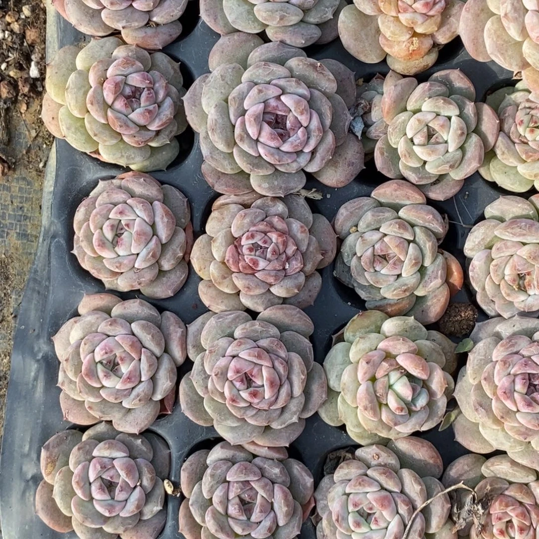 糖心34满十元包邮非偏远