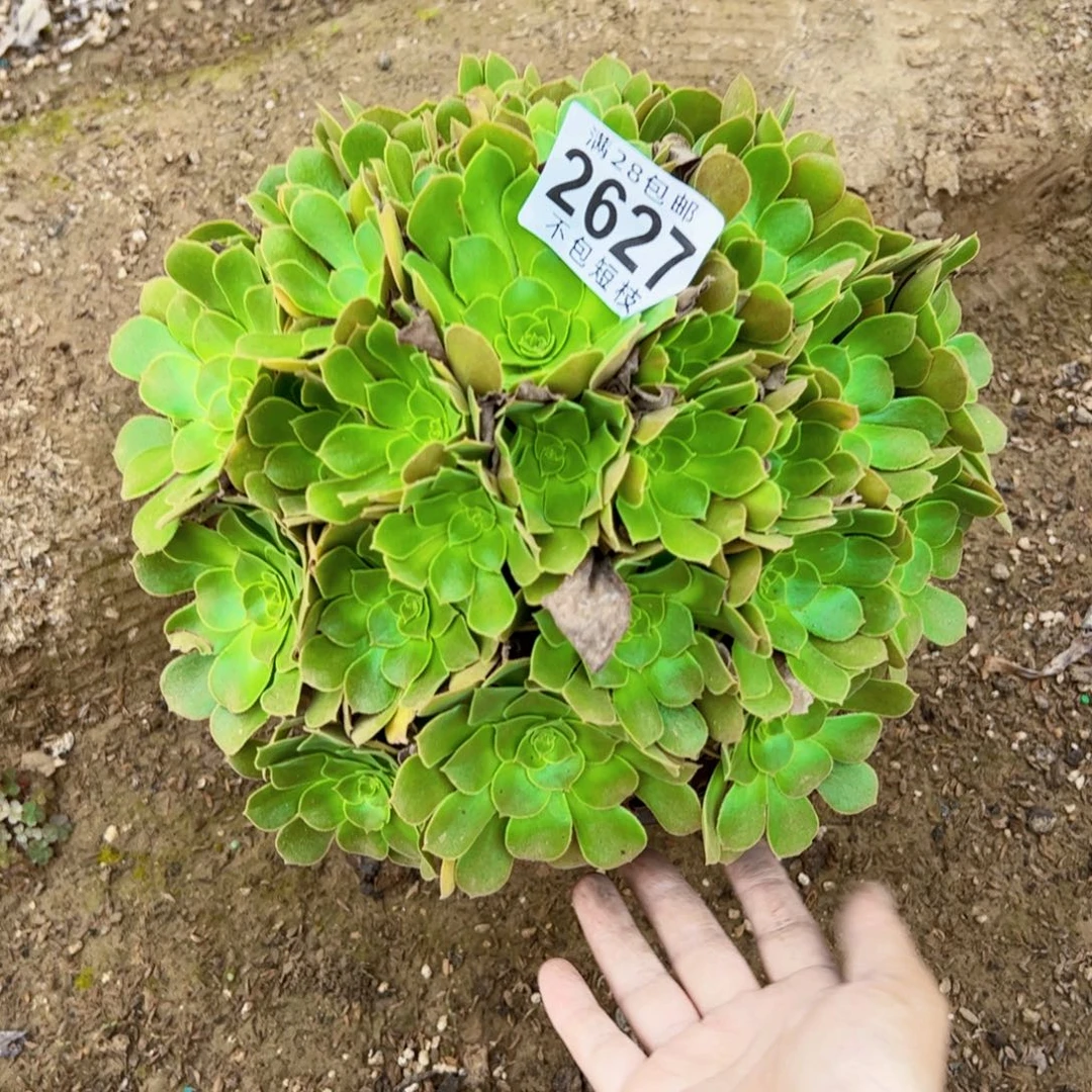 养***人流星雨多肉植物2627