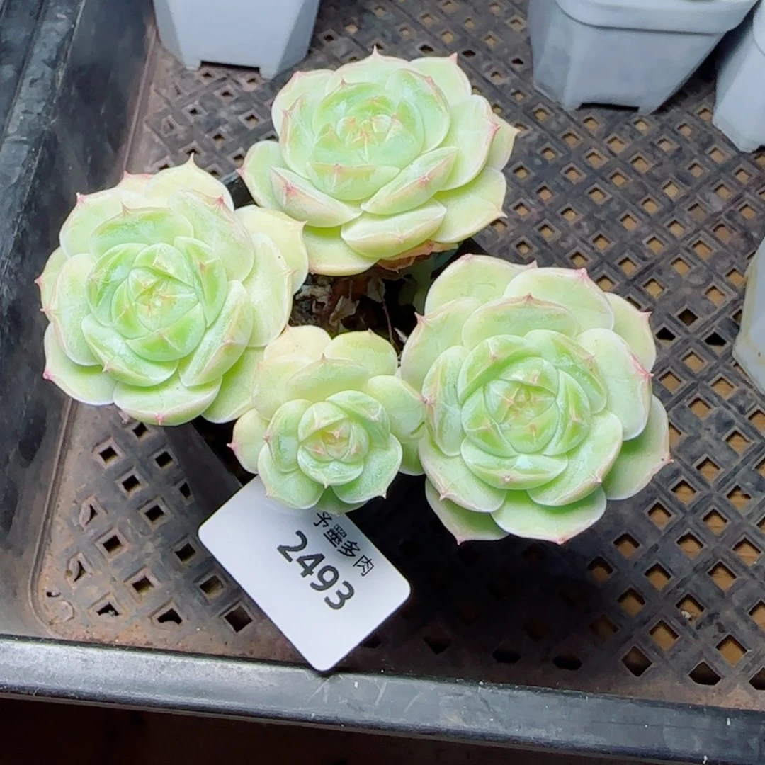 长杆子白芷珍妮，2493多肉植物