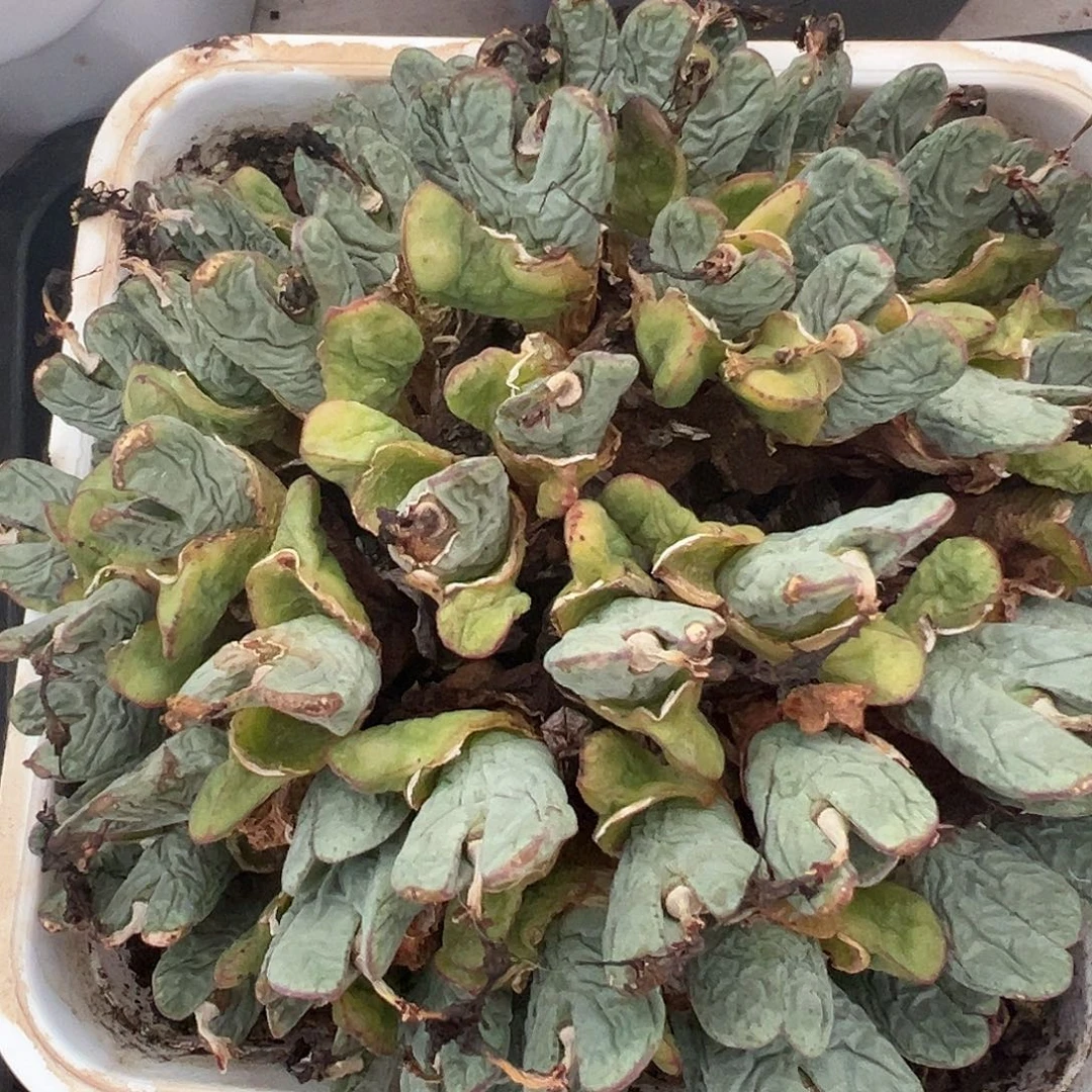 少帅锦多肉植物锦