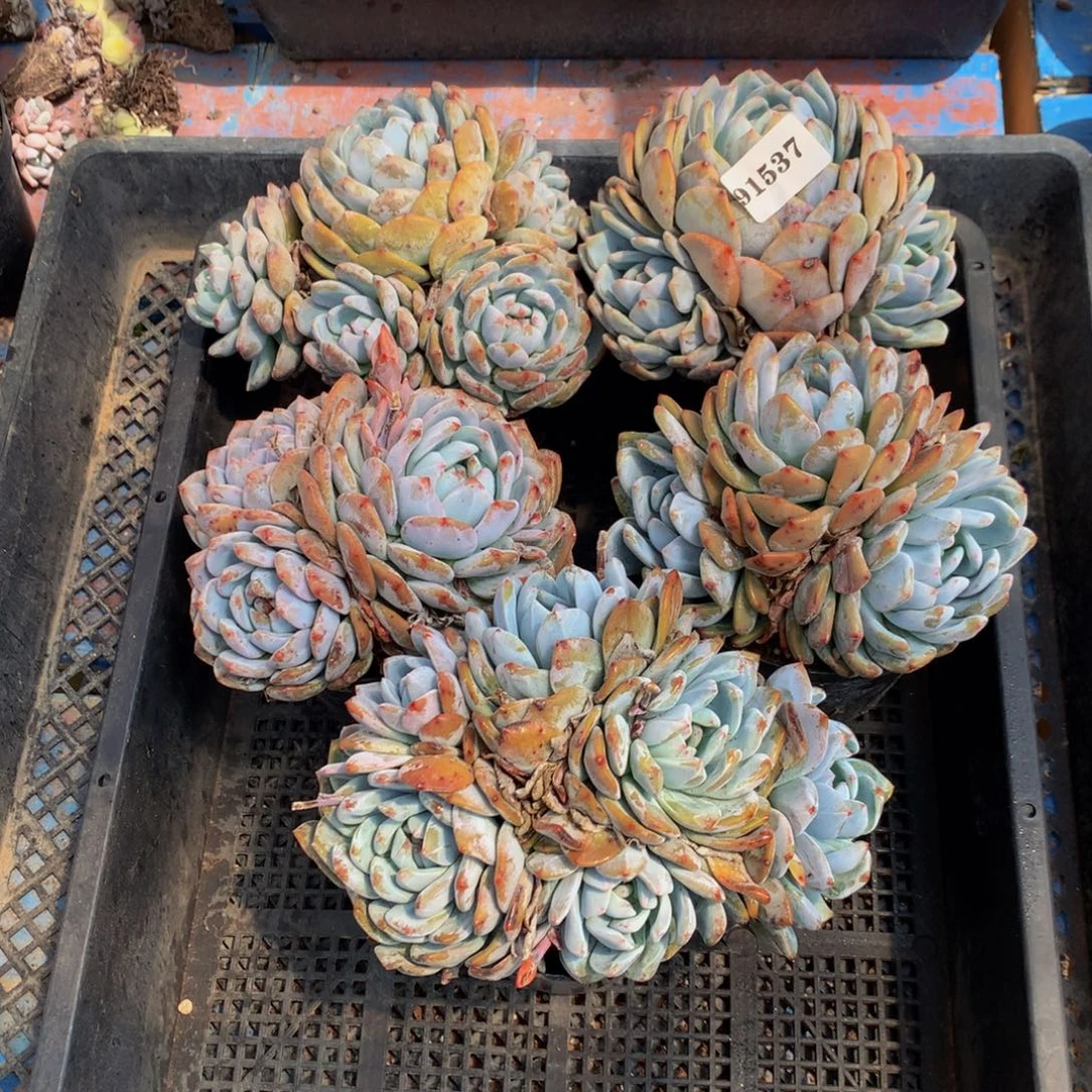 谚***谦91537五个嗯嗯嗯嗯嗯嗯的