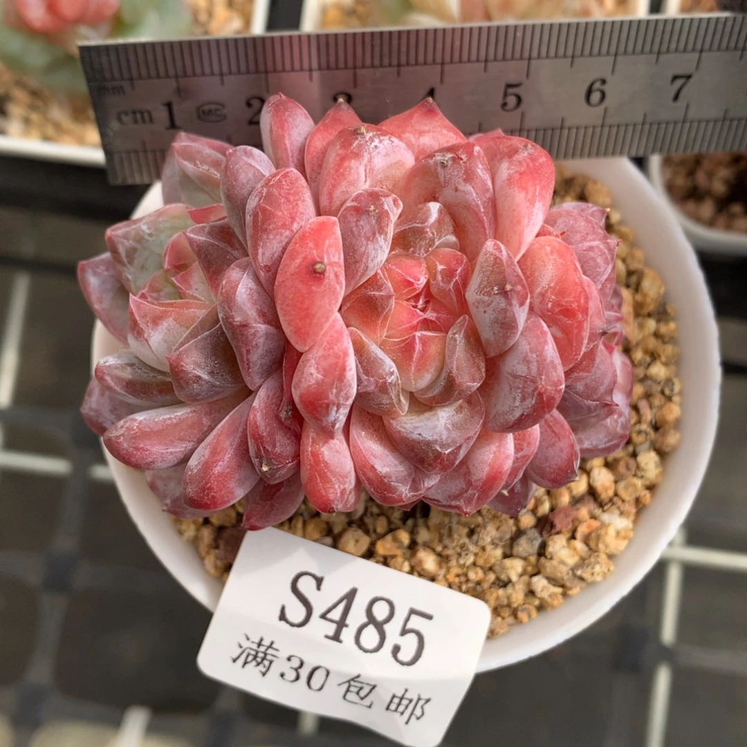 485。灯芯琥珀三头老桩品字形。