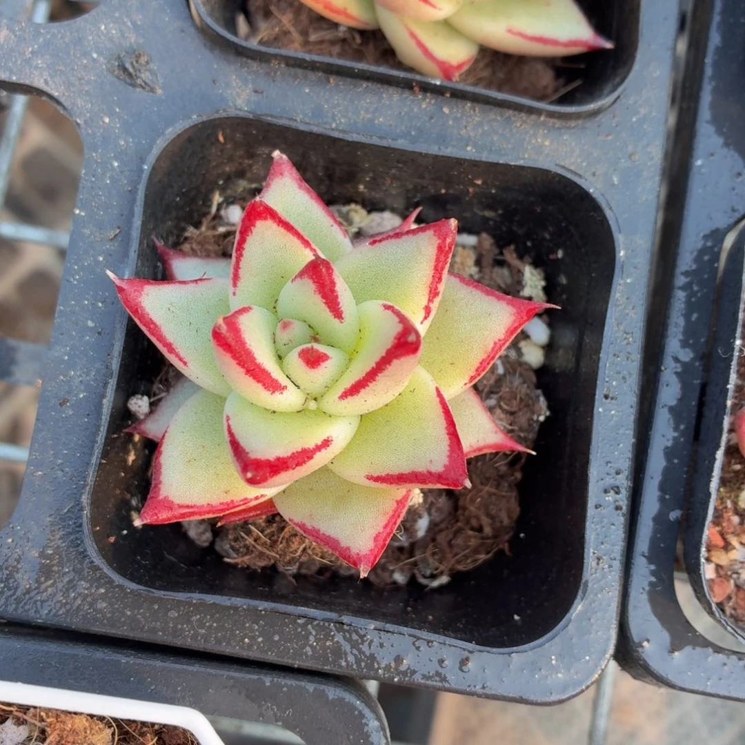 乌木多肉9.9包邮发货